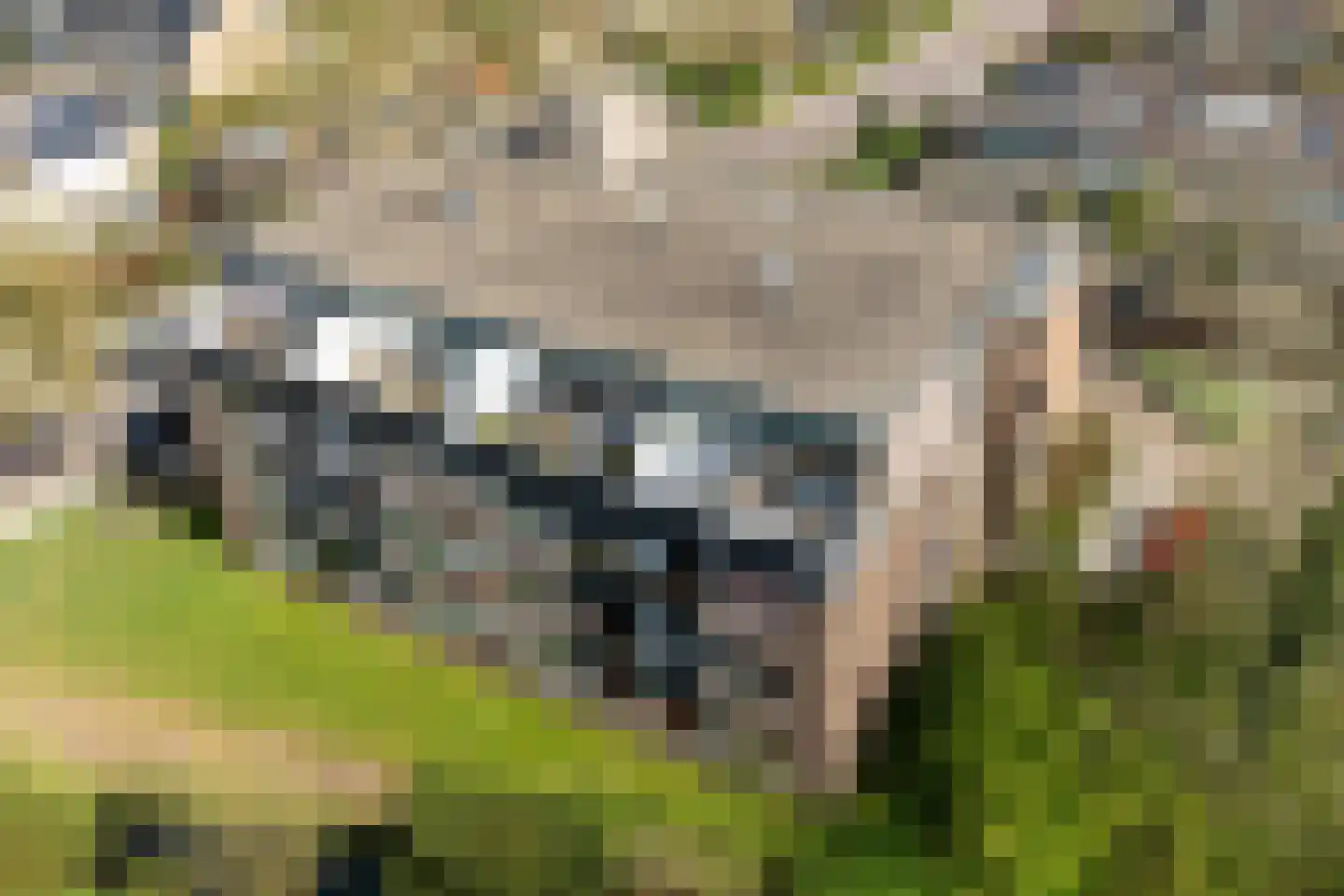 Hondsdraf 73 Leusden thumbnail 30