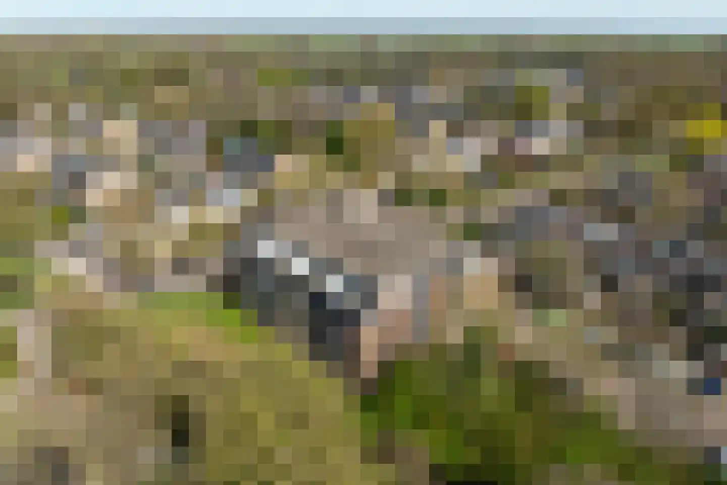 Hondsdraf 73 Leusden thumbnail 33