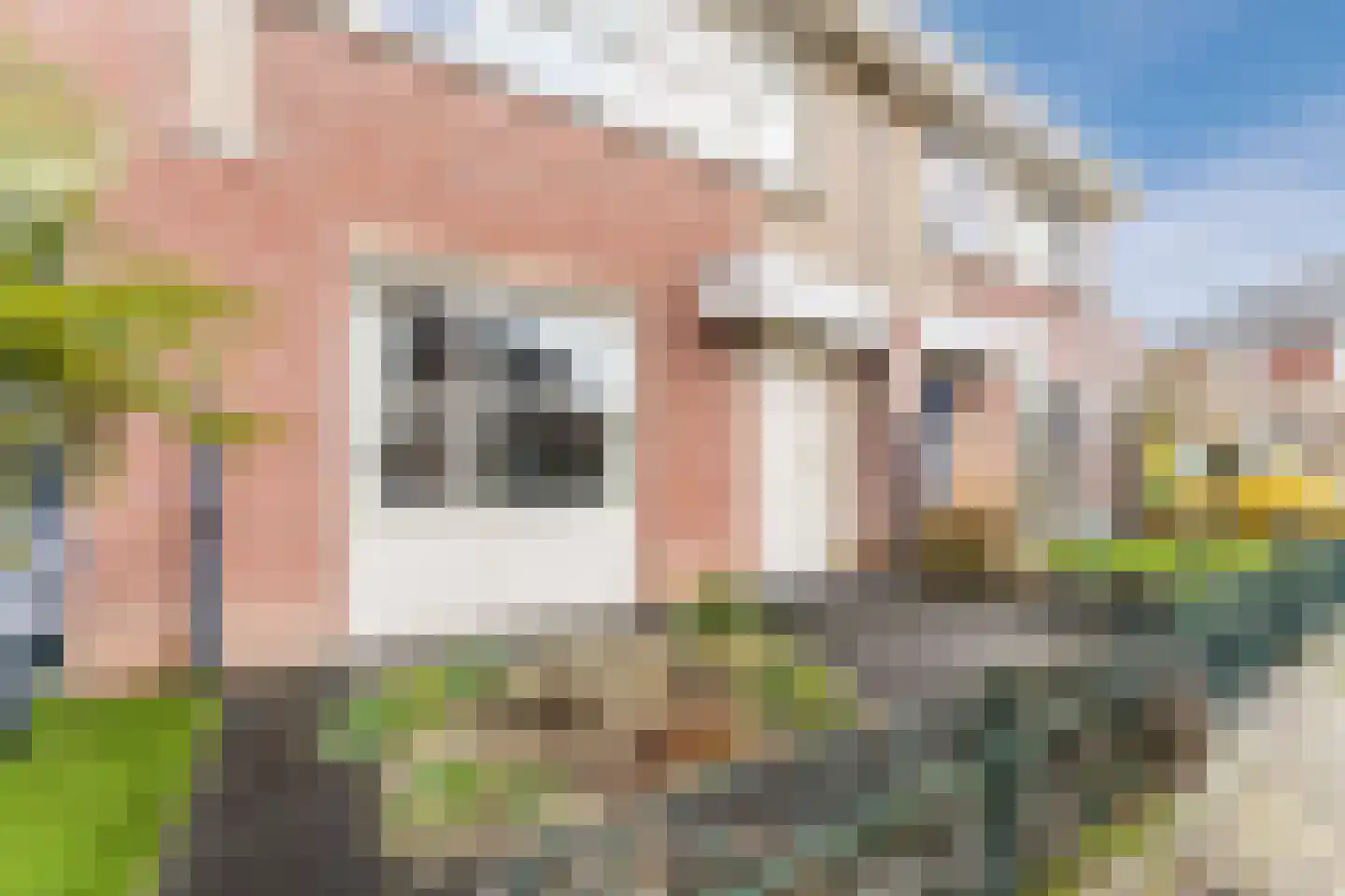 Hondsdraf 74 Swifterbant thumbnail 35