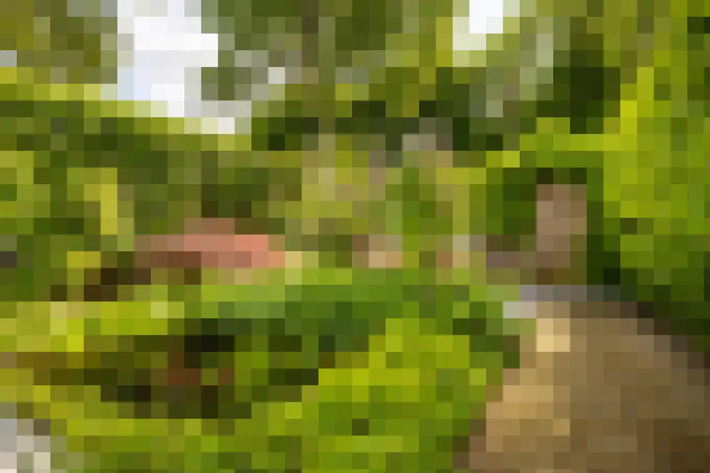 Hondsdrafmeen 40 Harderwijk thumbnail 20