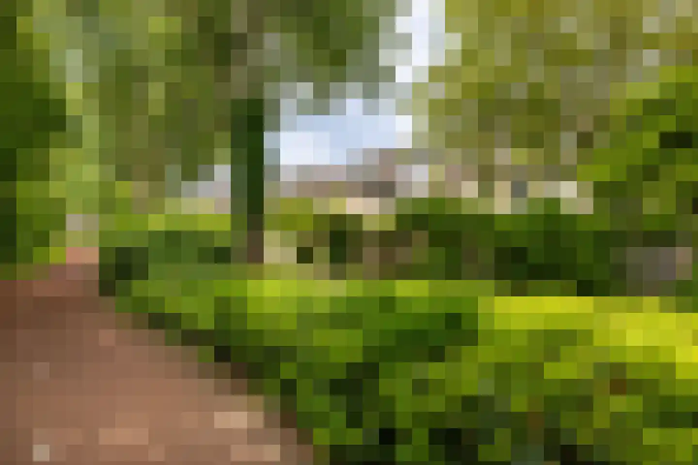 Hondsdrafmeen 40 Harderwijk thumbnail 40