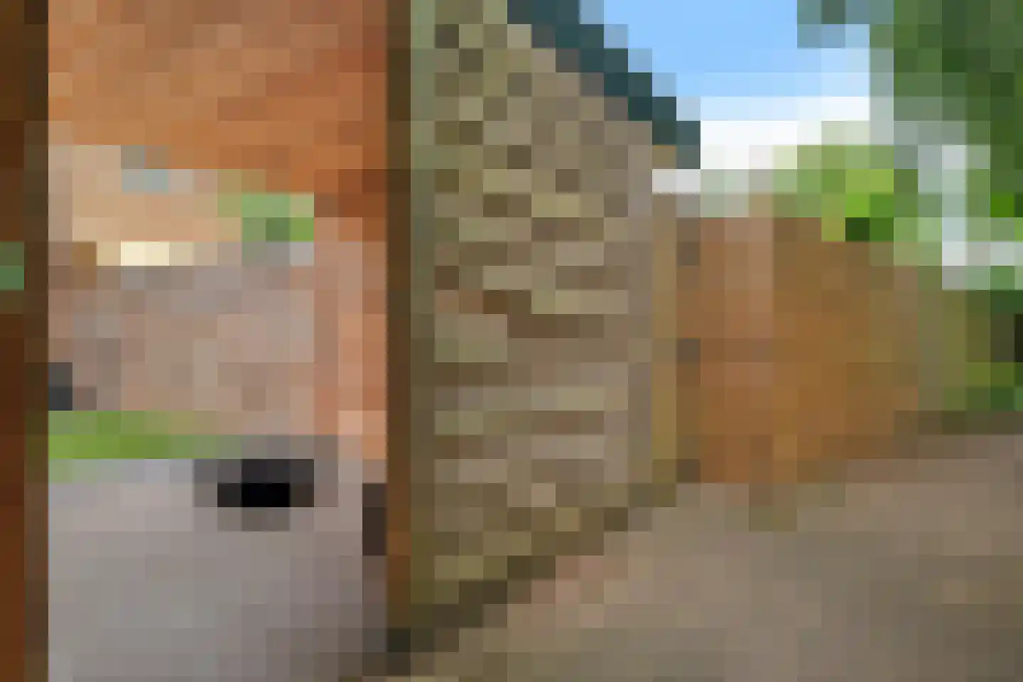 Hondsdrafmeen 45 Harderwijk thumbnail 44