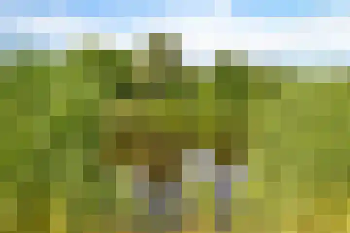 Hondsdrafweg 26 Zaandam thumbnail 36