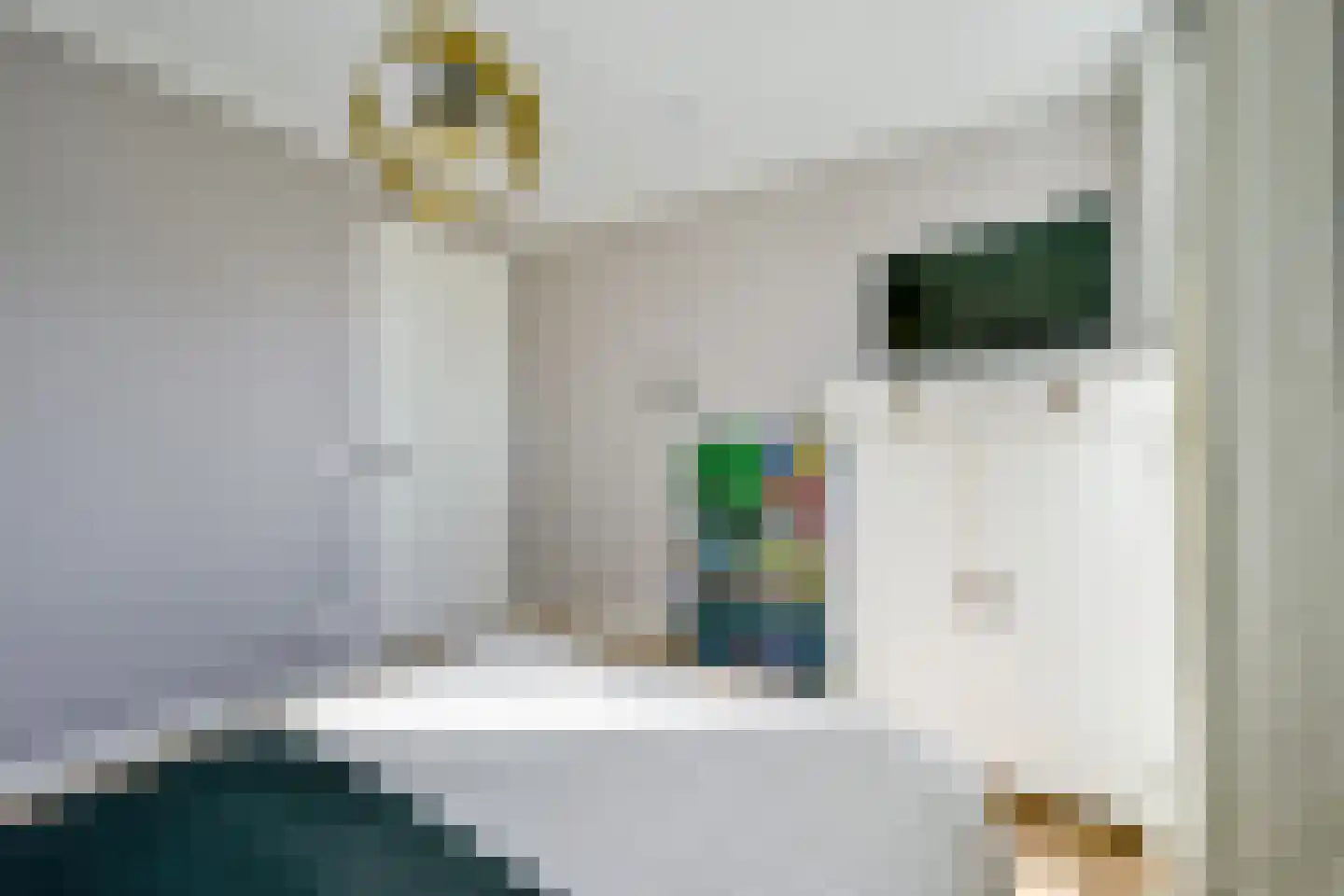 Hondshaai 8 Schagen thumbnail 31