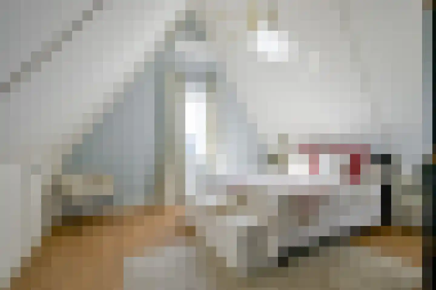 Hondshaai 8 Schagen thumbnail 38