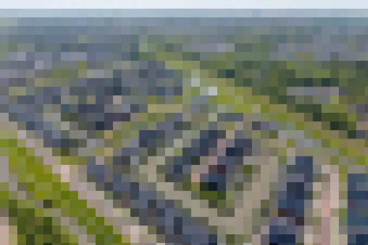 Hondshaai 8 Schagen thumbnail 4