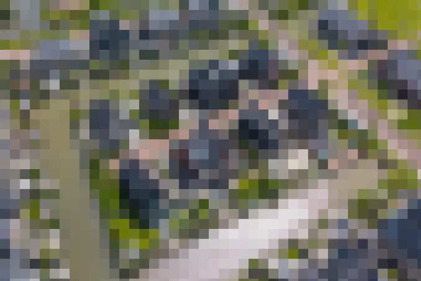 Hondshaai 8 Schagen thumbnail 47