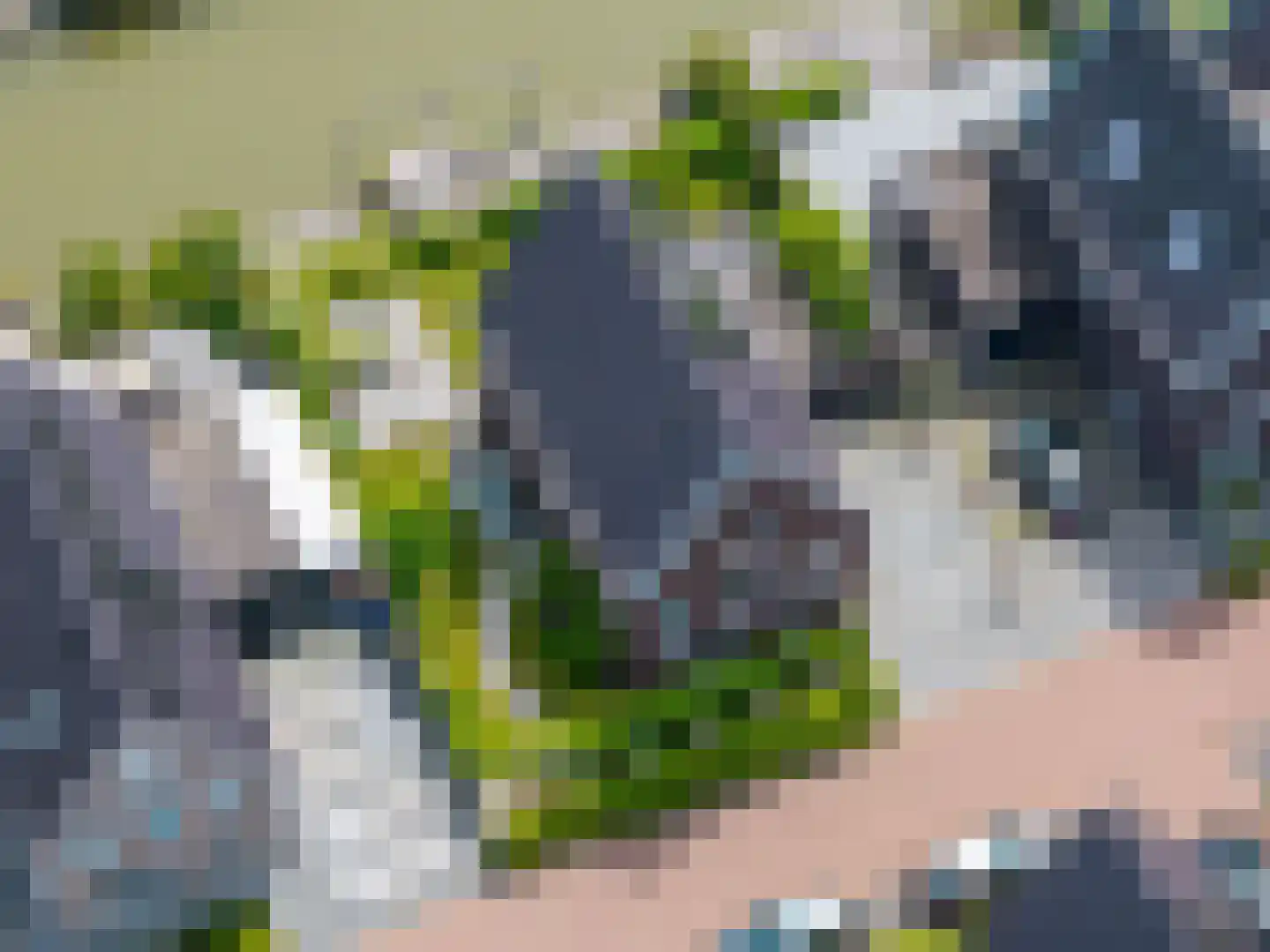 Hondshaai 8 Schagen thumbnail 48