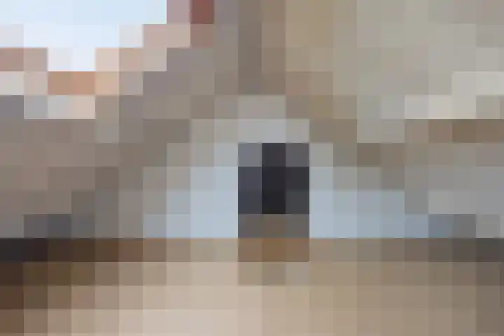 Hondsklauw 5 Sint-Michielsgestel thumbnail 23