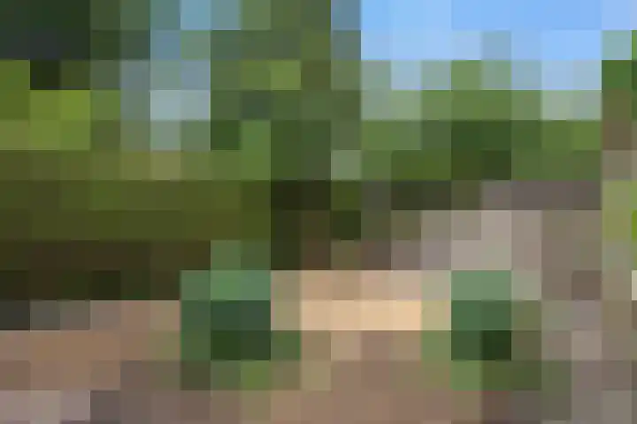 Hondsklauw 5 Sint-Michielsgestel thumbnail 25