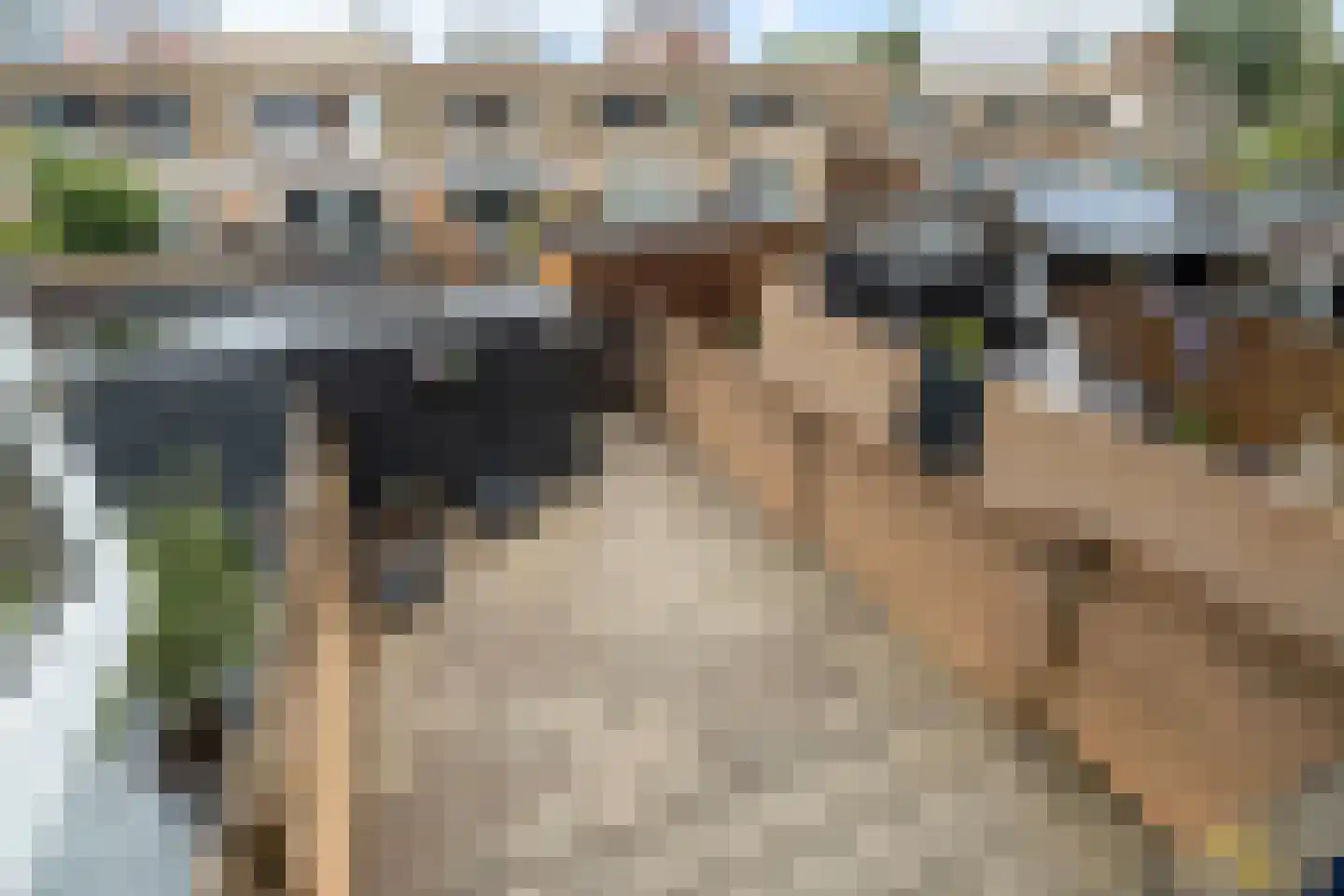 Hondskruid 14 Katwijk thumbnail 25