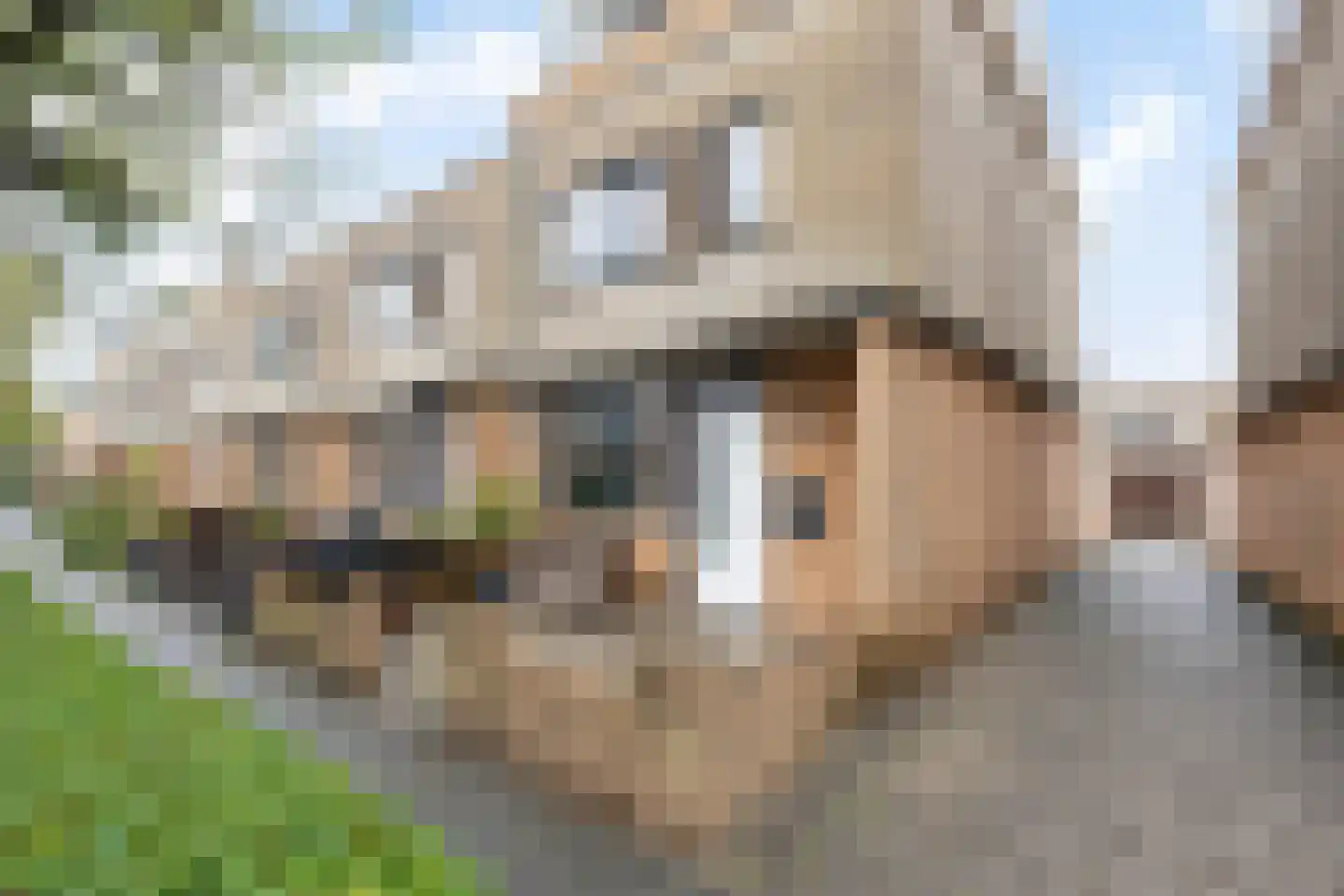 Hondskruid 14 Katwijk thumbnail 37