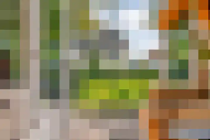 Hondsroos 21 Dedemsvaart thumbnail 15