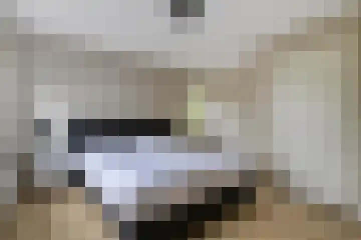 Hondsroos 21 Dedemsvaart thumbnail 32