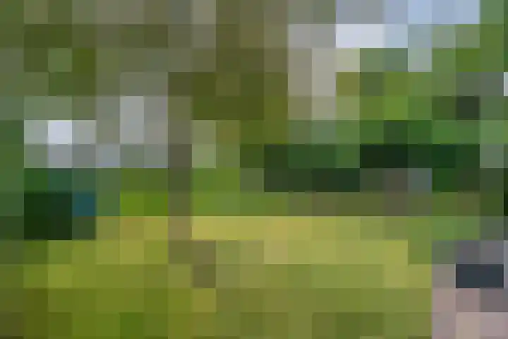 Hondsroos 21 Dedemsvaart thumbnail 40