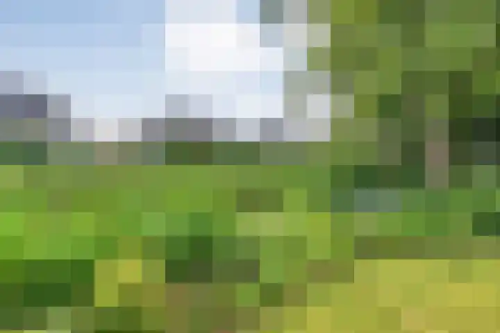 Hondsroos 21 Dedemsvaart thumbnail 43