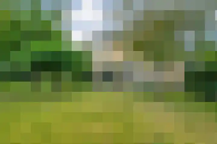 Hondsroos 21 Dedemsvaart thumbnail 44