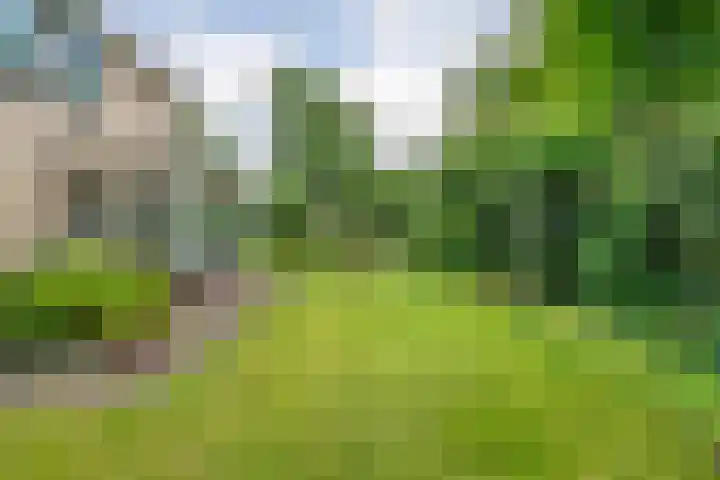 Hondsroos 21 Dedemsvaart thumbnail 47