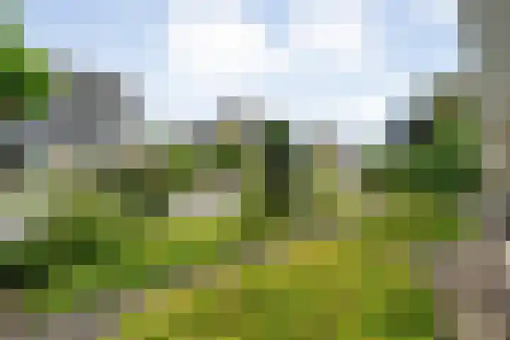 Hondsroos 21 Dedemsvaart thumbnail 48