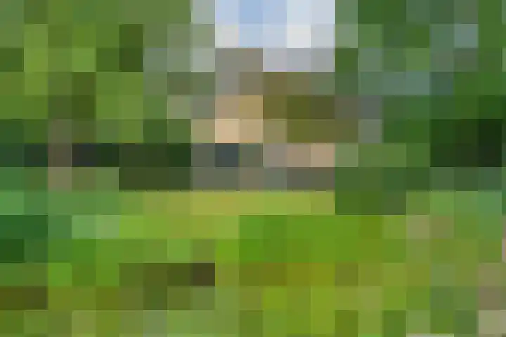 Hondsroos 21 Dedemsvaart thumbnail 52