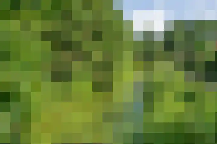 Hondsroos 21 Dedemsvaart thumbnail 54