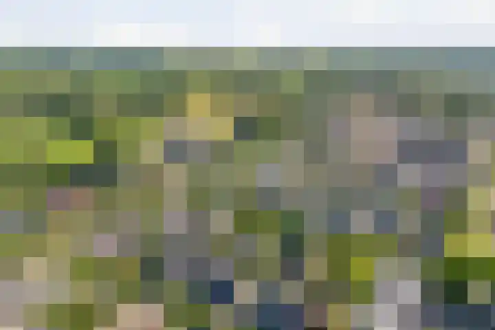 Hondsroos 21 Dedemsvaart thumbnail 57
