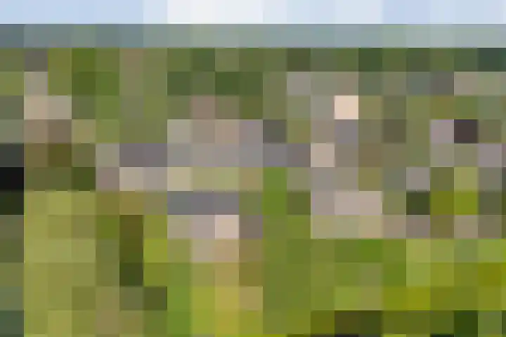 Hondsroos 21 Dedemsvaart thumbnail 58