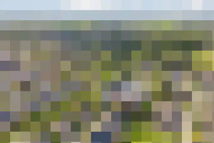 Hondsroos 21 Dedemsvaart thumbnail 59