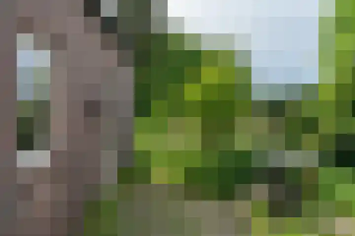 Hondstraat 12 Velddriel thumbnail 29