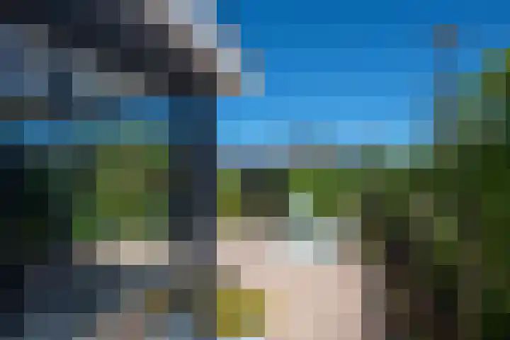 Honingbes 2 Borne thumbnail 4
