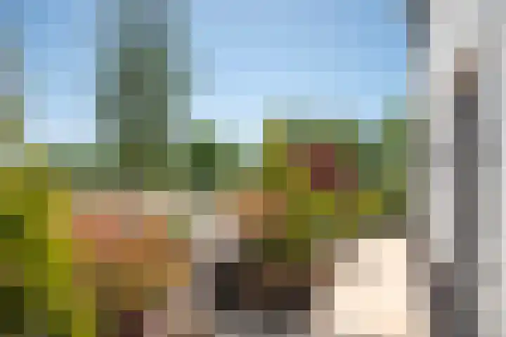 Honingbes 2 Borne thumbnail 6