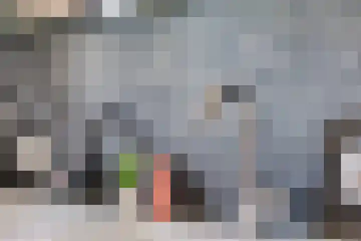 Honingbes 42 Borne thumbnail 24
