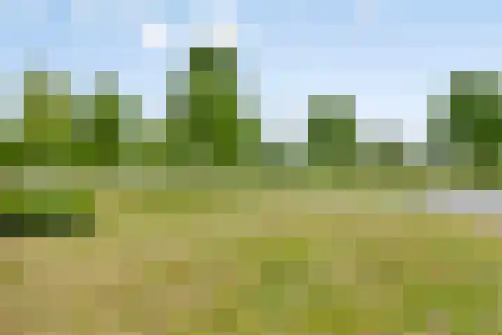 Honingbes 42 Borne thumbnail 32