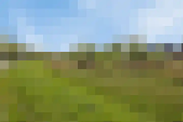 Honingbes 42 Borne thumbnail 33