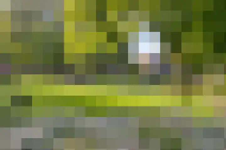 Honingbij 10 Deventer thumbnail 31