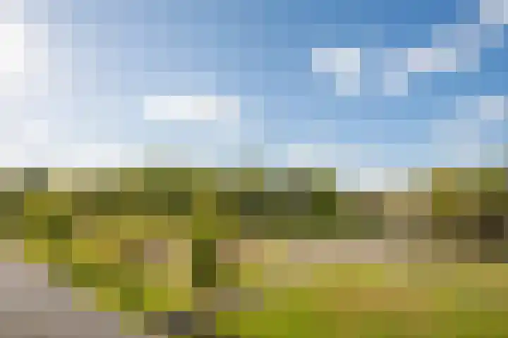 Honingbij 104 Son en Breugel thumbnail 36