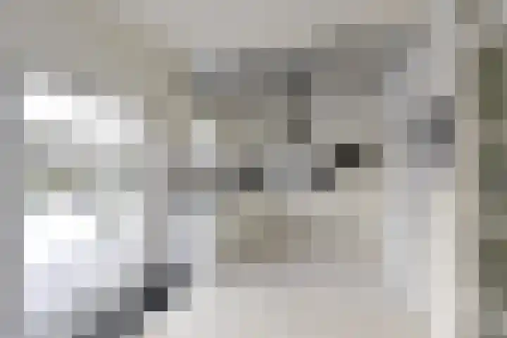 Honingbij 24 Soest thumbnail 9