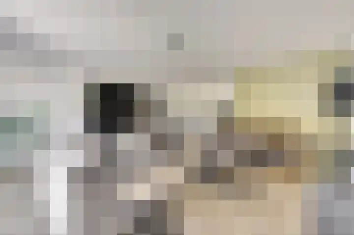 Honingbij 47 Waddinxveen thumbnail 12
