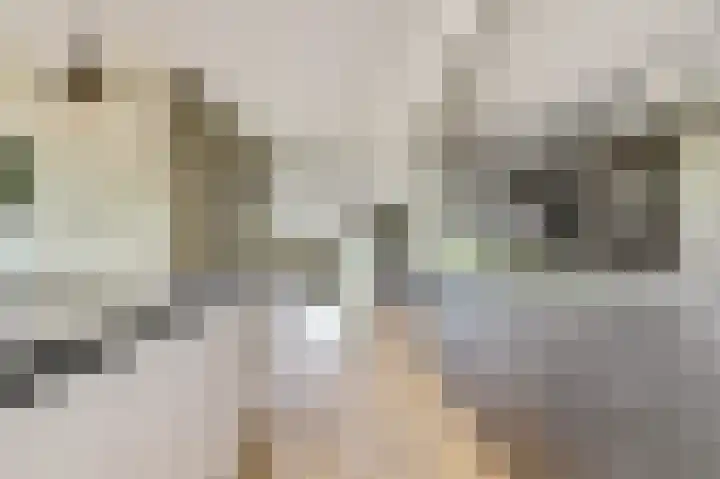 Honingbij 47 Waddinxveen thumbnail 15