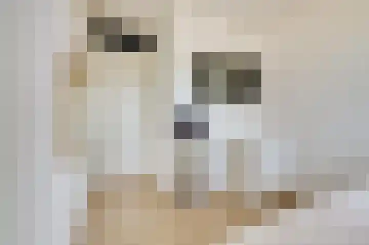 Honingbij 47 Waddinxveen thumbnail 20