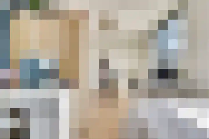 Honingbij 47 Waddinxveen thumbnail 26