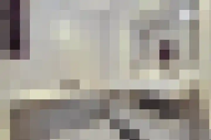 Honingbij 47 Waddinxveen thumbnail 28