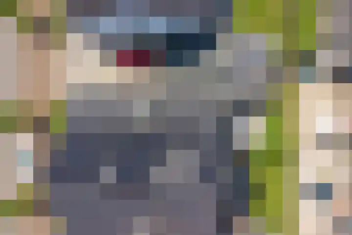Honingbij 47 Waddinxveen thumbnail 43