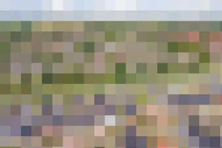 Honingbij 47 Waddinxveen thumbnail 47