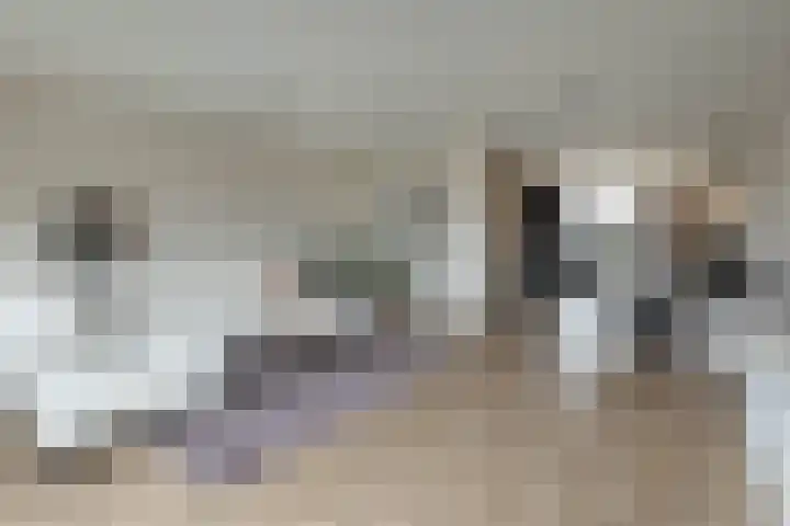 Honingbij 5 Hengelo thumbnail 6