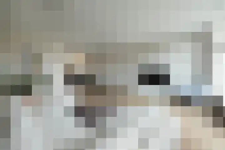 Honingbij 5 Hengelo thumbnail 7