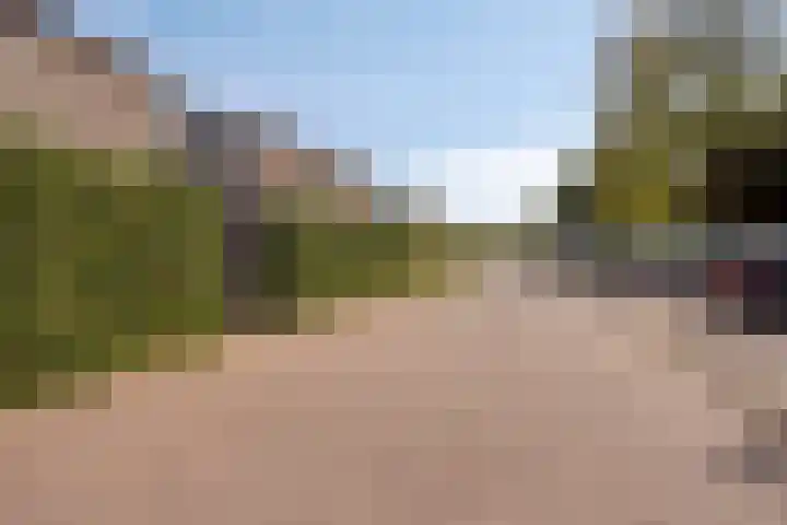 Honingbij 80 Son en Breugel thumbnail 33