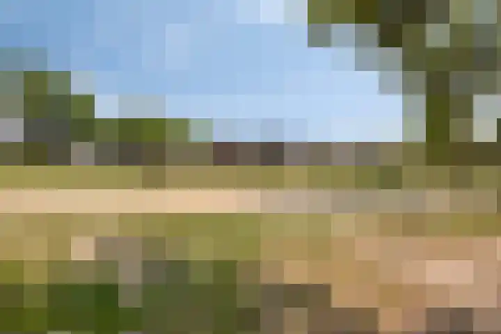 Honingbij 80 Son en Breugel thumbnail 34