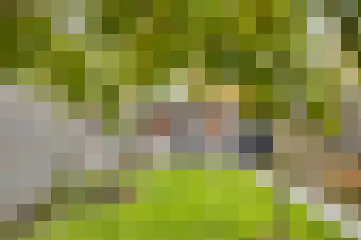 Honingeter 27 Dirksland thumbnail 29