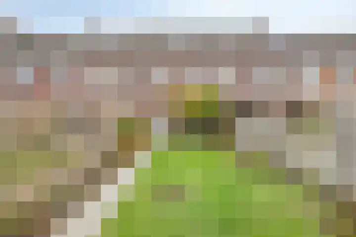 Honingeter 27 Dirksland thumbnail 5